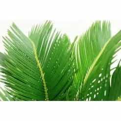 Deals ❤️ Costa Farms 6 in. Sago Palm, Cycas Revoluta, Indoor Plant in 2 Tone Ceramic 🌟 -Pavestone || Costa Farms Shop costa farms indoor plants co rv06 3 2to 4f 1000
