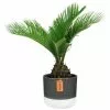 Deals ❤️ Costa Farms 6 in. Sago Palm, Cycas Revoluta, Indoor Plant in 2 Tone Ceramic 🌟 -Pavestone || Costa Farms Shop costa farms indoor plants co rv06 3 2to 64 1000