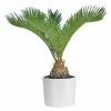 Best Pirce 😍 Costa Farms 6 in. Sago Palm Plant, Cycas Revoluta, Indoor Plant in White Cylinder Pot 👍 -Pavestone || Costa Farms Shop costa farms indoor plants co rv06 3 cyl 64 1000