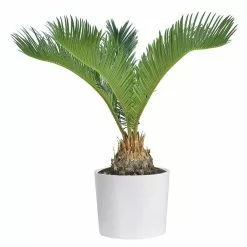 Best Pirce 😍 Costa Farms 6 in. Sago Palm Plant, Cycas Revoluta, Indoor Plant in White Cylinder Pot 👍