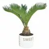 New 🥰 Costa Farms 6 in. Sago Palm, Cycas Revoluta, Indoor Plant in Home Sweet Home Ceramic 👏 -Pavestone || Costa Farms Shop costa farms indoor plants co rv06 3 hsh 64 1000
