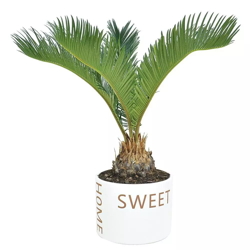 New ๐ฅฐ Costa Farms 6 in. Sago Palm, Cycas Revoluta, Indoor Plant in Home Sweet Home Ceramic ๐ 3 New ๐ฅฐ Costa Farms 6 in. Sago Palm, Cycas Revoluta, Indoor Plant in Home Sweet Home Ceramic ๐