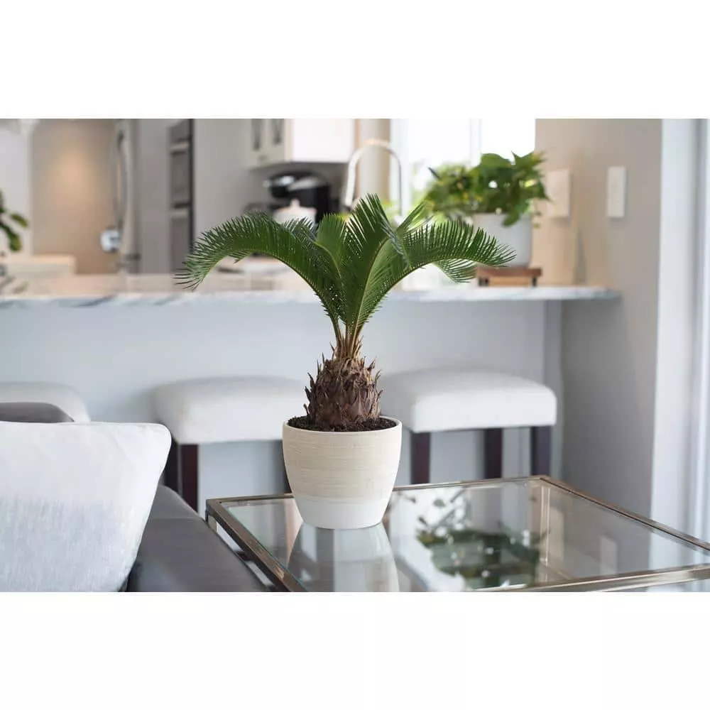 New ๐ฅฐ Costa Farms 6 in. Sago Palm, Cycas Revoluta, Indoor Plant in Home Sweet Home Ceramic ๐ 4 New ๐ฅฐ Costa Farms 6 in. Sago Palm, Cycas Revoluta, Indoor Plant in Home Sweet Home Ceramic ๐ - Image 2