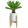 Discount ⌛ Costa Farms Sago Palm Tree in 10in. White Decor Pot ⭐ -Pavestone || Costa Farms Shop costa farms indoor plants co rv10 3 cyl 64 1000