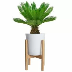 Discount ⌛ Costa Farms Sago Palm Tree in 10in. White Decor Pot ⭐