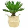 Discount 🧨 Costa Farms 10 in. Sago Palm Tree in Natural Decor Basket 🧨 -Pavestone || Costa Farms Shop costa farms indoor plants co rv10 3 sea 64 1000