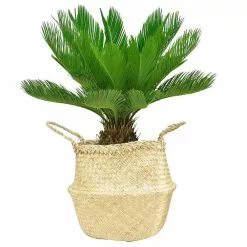 Discount 🧨 Costa Farms 10 in. Sago Palm Tree in Natural Decor Basket 🧨
