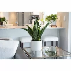 Brand new ✔️ Costa Farms 6 in. Sansevieria Grower's Choice Snake Plant in Two Tone Ceramic 🛒 -Pavestone || Costa Farms Shop costa farms indoor plants co sl07 3 2to 1f 1000