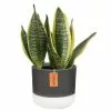 Brand new ✔️ Costa Farms 6 in. Sansevieria Grower's Choice Snake Plant in Two Tone Ceramic 🛒 -Pavestone || Costa Farms Shop costa farms indoor plants co sl07 3 2to 64 1000