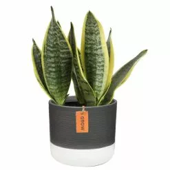 Brand new ✔️ Costa Farms 6 in. Sansevieria Grower's Choice Snake Plant in Two Tone Ceramic 🛒