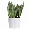 Deals 🎉 Costa Farms 6 in. Sansevieria Grower's Choice Snake Plant in White Cylinder Pot 😍 -Pavestone || Costa Farms Shop costa farms indoor plants co sl07 3 cyl 64 1000