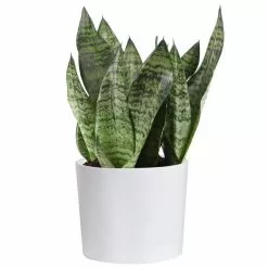 Deals ๐ Costa Farms 6 in. Sansevieria Grower's Choice Snake Plant in White Cylinder Pot ๐