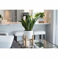 Deals 🎉 Costa Farms 6 in. Sansevieria Grower's Choice Snake Plant in White Cylinder Pot 😍 -Pavestone || Costa Farms Shop costa farms indoor plants co sl07 3 cyl c3 1000