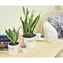 Top 10 😍 Costa Farms 6 in. Sansevieria Grower's Choice Snake Plant in Home Sweet Home Ceramic ⌛ -Pavestone || Costa Farms Shop costa farms indoor plants co sl07 3 hsh 31 1000