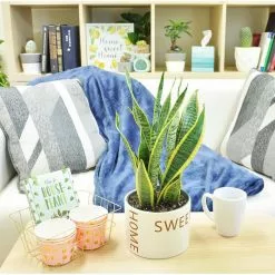 Top 10 😍 Costa Farms 6 in. Sansevieria Grower's Choice Snake Plant in Home Sweet Home Ceramic ⌛ -Pavestone || Costa Farms Shop costa farms indoor plants co sl07 3 hsh 4f 1000