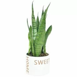Top 10 😍 Costa Farms 6 in. Sansevieria Grower's Choice Snake Plant in Home Sweet Home Ceramic ⌛