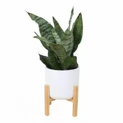 Top 10 ⭐ Costa Farms 6 in. Sansevieria Laurentii Snake Plant in Mid Century Modern Planter White ⌛
