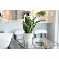 Budget ๐ Costa Farms Grower's Choice Snake (Sansevieria) Plant in 4 in. Home Sweet Home Ceramic โญ 11 Budget ๐ Costa Farms Grower's Choice Snake (Sansevieria) Plant in 4 in. Home Sweet Home Ceramic โญ -Pavestone || Costa Farms Shop costa farms indoor plants co sn04 3 hsh 1f 1000