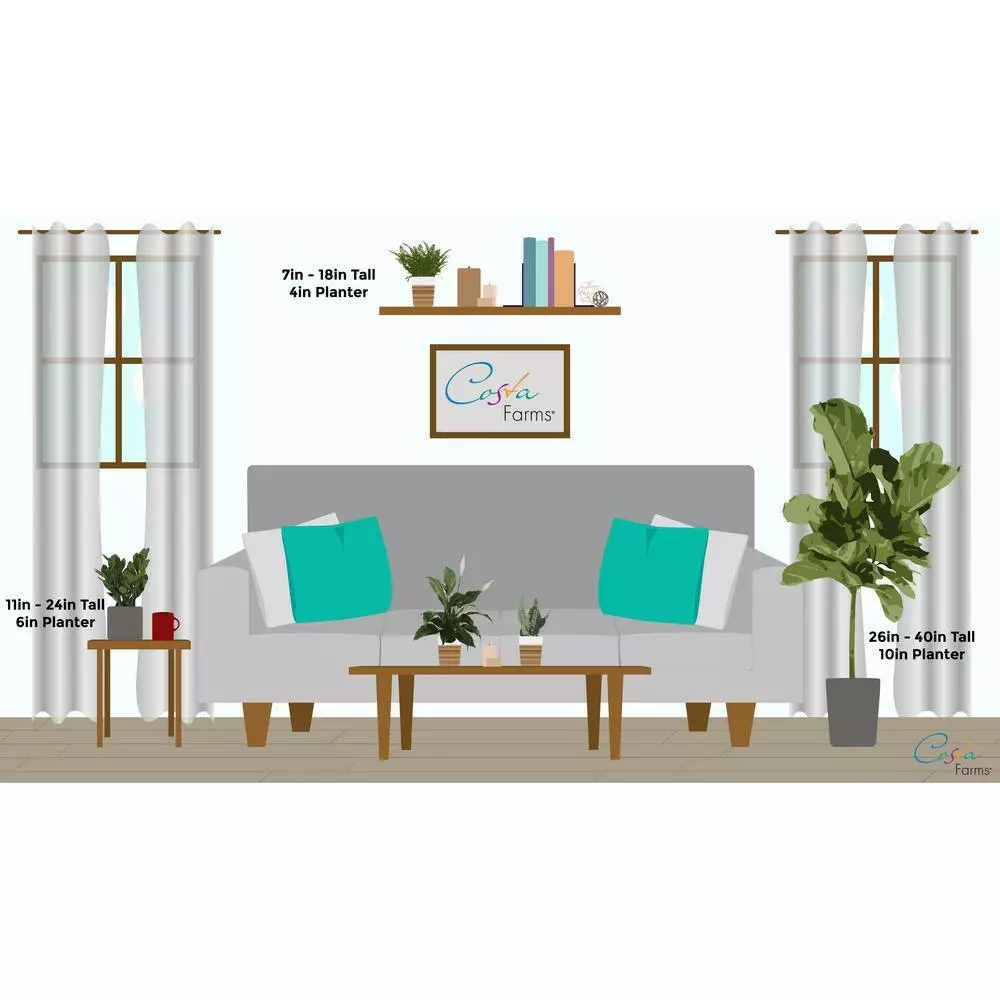 Budget ๐ Costa Farms Grower's Choice Snake (Sansevieria) Plant in 4 in. Home Sweet Home Ceramic โญ 7 Budget ๐ Costa Farms Grower's Choice Snake (Sansevieria) Plant in 4 in. Home Sweet Home Ceramic โญ - Image 5