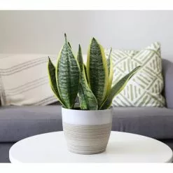 Budget ๐ Costa Farms Grower's Choice Snake (Sansevieria) Plant in 4 in. Home Sweet Home Ceramic โญ 10 Budget ๐ Costa Farms Grower's Choice Snake (Sansevieria) Plant in 4 in. Home Sweet Home Ceramic โญ -Pavestone || Costa Farms Shop costa farms indoor plants co sn04 3 hsh 4f 1000