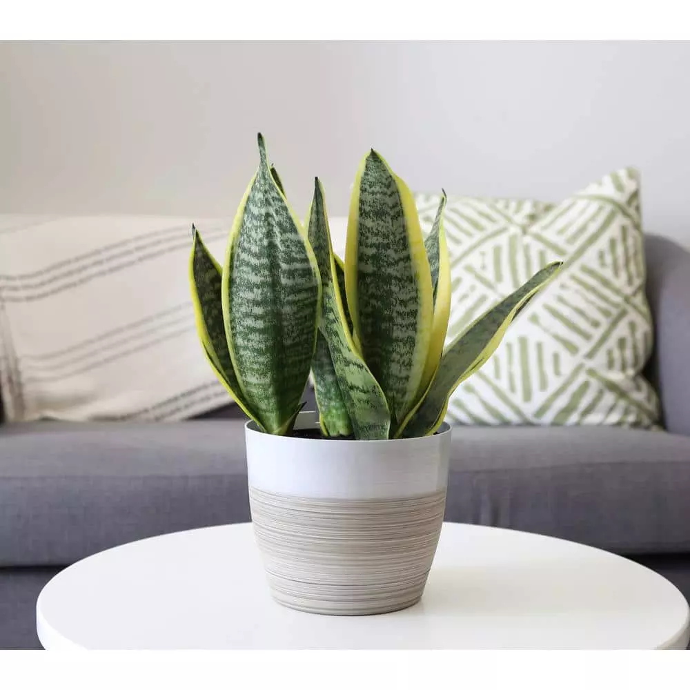 Budget ๐ Costa Farms Grower's Choice Snake (Sansevieria) Plant in 4 in. Home Sweet Home Ceramic โญ 5 Budget ๐ Costa Farms Grower's Choice Snake (Sansevieria) Plant in 4 in. Home Sweet Home Ceramic โญ - Image 3