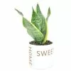 Budget 😀 Costa Farms Grower's Choice Snake (Sansevieria) Plant in 4 in. Home Sweet Home Ceramic ⭐ -Pavestone || Costa Farms Shop costa farms indoor plants co sn04 3 hsh 64 1000