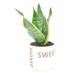 Budget 😀 Costa Farms Grower's Choice Snake (Sansevieria) Plant in 4 in. Home Sweet Home Ceramic ⭐