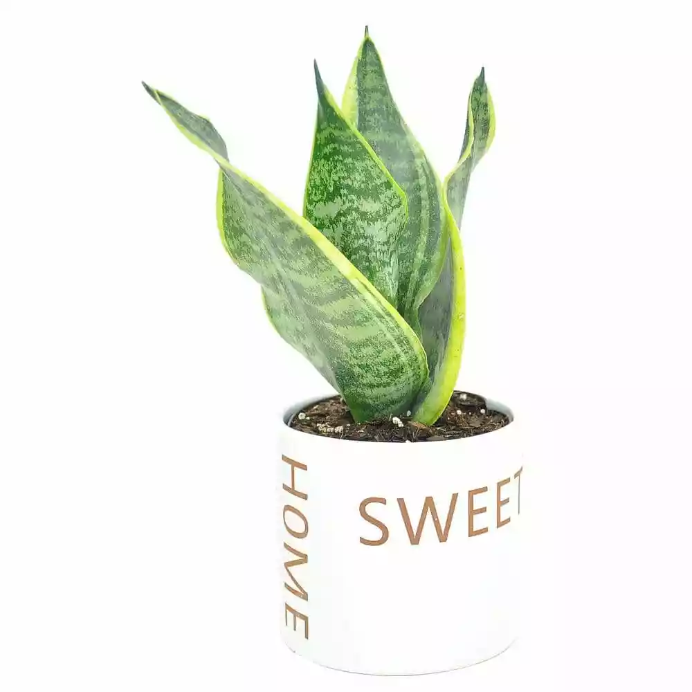 Budget ๐ Costa Farms Grower's Choice Snake (Sansevieria) Plant in 4 in. Home Sweet Home Ceramic โญ 3 Budget ๐ Costa Farms Grower's Choice Snake (Sansevieria) Plant in 4 in. Home Sweet Home Ceramic โญ