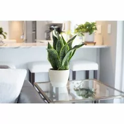Best reviews of 🌟 Costa Farms Grower's Choice Snake (Sansevieria) Plant in 4 in. White Cylinder Pot ⭐ -Pavestone || Costa Farms Shop costa farms indoor plants co sn04 3 whtcy 1f 1000