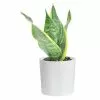 Best reviews of 🌟 Costa Farms Grower's Choice Snake (Sansevieria) Plant in 4 in. White Cylinder Pot ⭐ -Pavestone || Costa Farms Shop costa farms indoor plants co sn04 3 whtcy 64 1000
