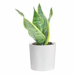 Best reviews of π Costa Farms Grower's Choice Snake (Sansevieria) Plant in 4 in. White Cylinder Pot β