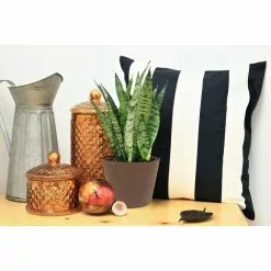 Best reviews of 🌟 Costa Farms Grower's Choice Snake (Sansevieria) Plant in 4 in. White Cylinder Pot ⭐ -Pavestone || Costa Farms Shop costa farms indoor plants co sn04 3 whtcy c3 1000