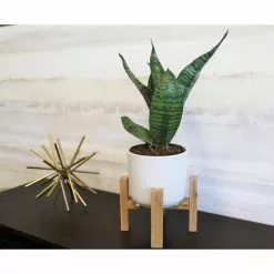 Coupon 😉 Costa Farms 4 in. Grower's Choice Snake Plant (Sansevieria) in White Mid Century Pot and Stand ❤️ -Pavestone || Costa Farms Shop costa farms indoor plants co sn04 3 whtmd 4f 1000
