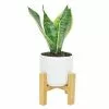 Coupon 😉 Costa Farms 4 in. Grower's Choice Snake Plant (Sansevieria) in White Mid Century Pot and Stand ❤️ 2 Coupon 😉 Costa Farms 4 in. Grower's Choice Snake Plant (Sansevieria) in White Mid Century Pot and Stand ❤️ -Pavestone || Costa Farms Shop costa farms indoor plants co sn04 3 whtmd 64 1000