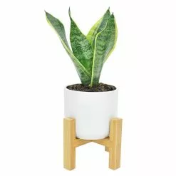Coupon 😉 Costa Farms 4 in. Grower's Choice Snake Plant (Sansevieria) in White Mid Century Pot and Stand ❤️