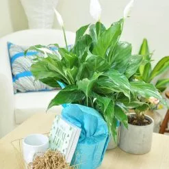Wholesale 👍 Costa Farms 6 in. Spathiphyllum Peace Lily Plant in Happy 🥳 Birthday Wrap and Pick ⭐ -Pavestone || Costa Farms Shop costa farms indoor plants co spath6 13 wp 44 1000