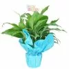 Wholesale 👍 Costa Farms 6 in. Spathiphyllum Peace Lily Plant in Happy 🥳 Birthday Wrap and Pick ⭐ -Pavestone || Costa Farms Shop costa farms indoor plants co spath6 13 wp 64 1000