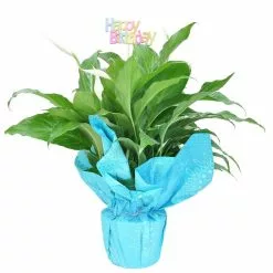 Wholesale 👍 Costa Farms 6 in. Spathiphyllum Peace Lily Plant in Happy 🥳 Birthday Wrap and Pick ⭐