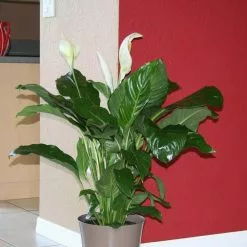 Best Pirce โจ Costa Farms Spathiphyllum, Peace Lily Plant in 9.25 in. Gray Planter ๐ 15 Best Pirce โจ Costa Farms Spathiphyllum, Peace Lily Plant in 9.25 in. Gray Planter ๐ -Pavestone || Costa Farms Shop costa farms indoor plants co st100 3 cyl 31 1000