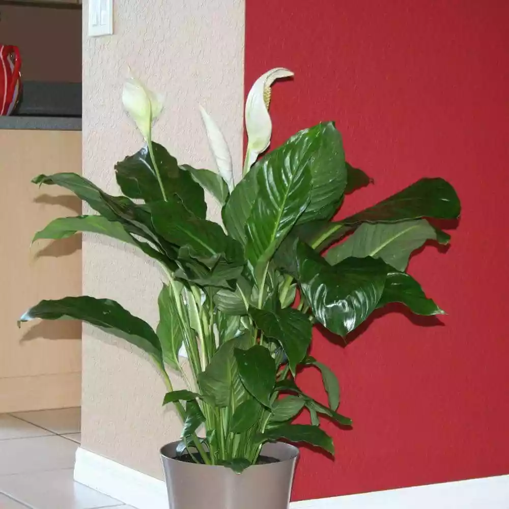Best Pirce โจ Costa Farms Spathiphyllum, Peace Lily Plant in 9.25 in. Gray Planter ๐ 9 Best Pirce โจ Costa Farms Spathiphyllum, Peace Lily Plant in 9.25 in. Gray Planter ๐ - Image 7