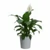 Best Pirce ✨ Costa Farms Spathiphyllum, Peace Lily Plant in 9.25 in. Gray Planter 🛒 1 Best Pirce ✨ Costa Farms Spathiphyllum, Peace Lily Plant in 9.25 in. Gray Planter 🛒 -Pavestone || Costa Farms Shop costa farms indoor plants co st100 3 cyl 64 1000