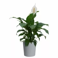 Best Pirce โจ Costa Farms Spathiphyllum, Peace Lily Plant in 9.25 in. Gray Planter ๐