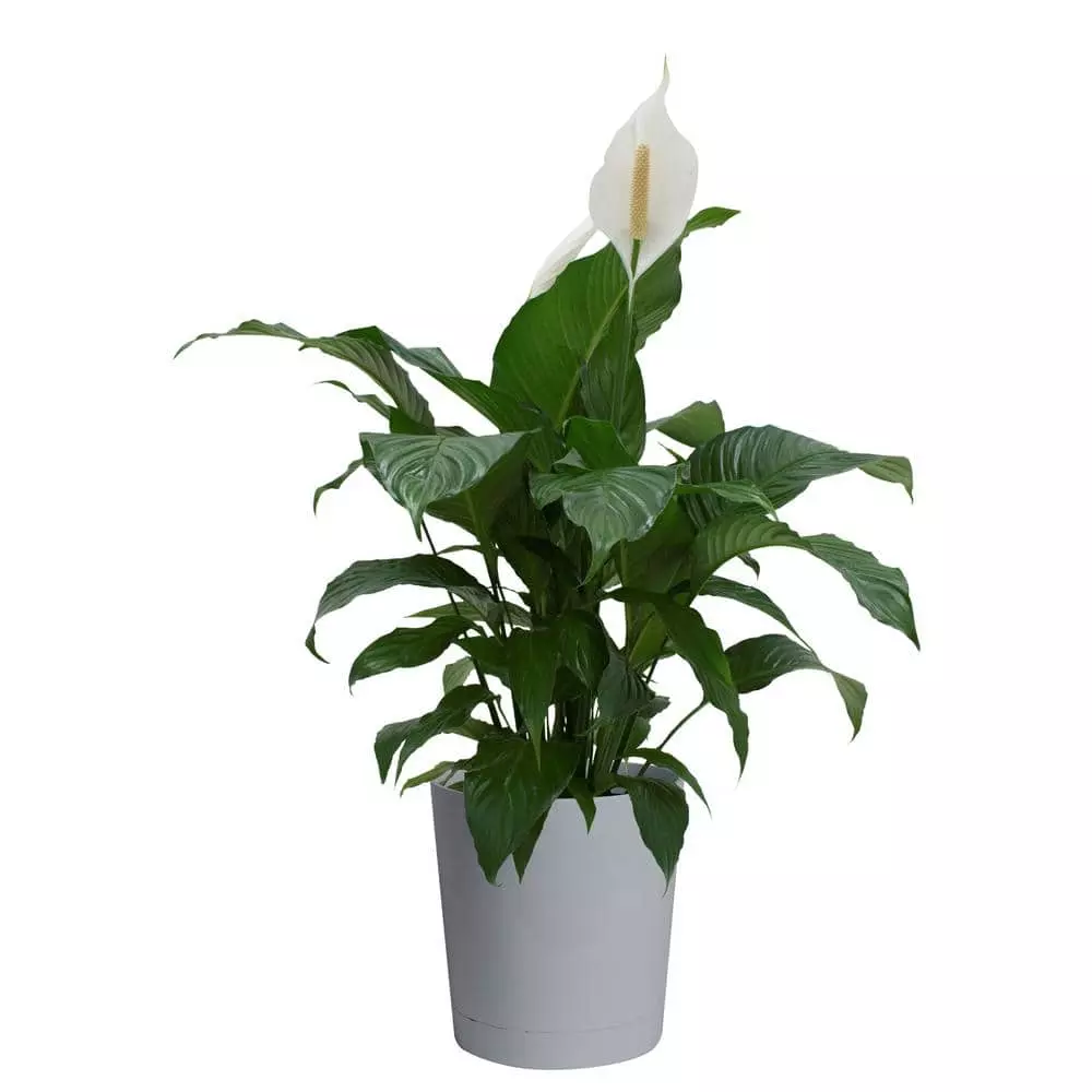 Best Pirce โจ Costa Farms Spathiphyllum, Peace Lily Plant in 9.25 in. Gray Planter ๐ 3 Best Pirce โจ Costa Farms Spathiphyllum, Peace Lily Plant in 9.25 in. Gray Planter ๐