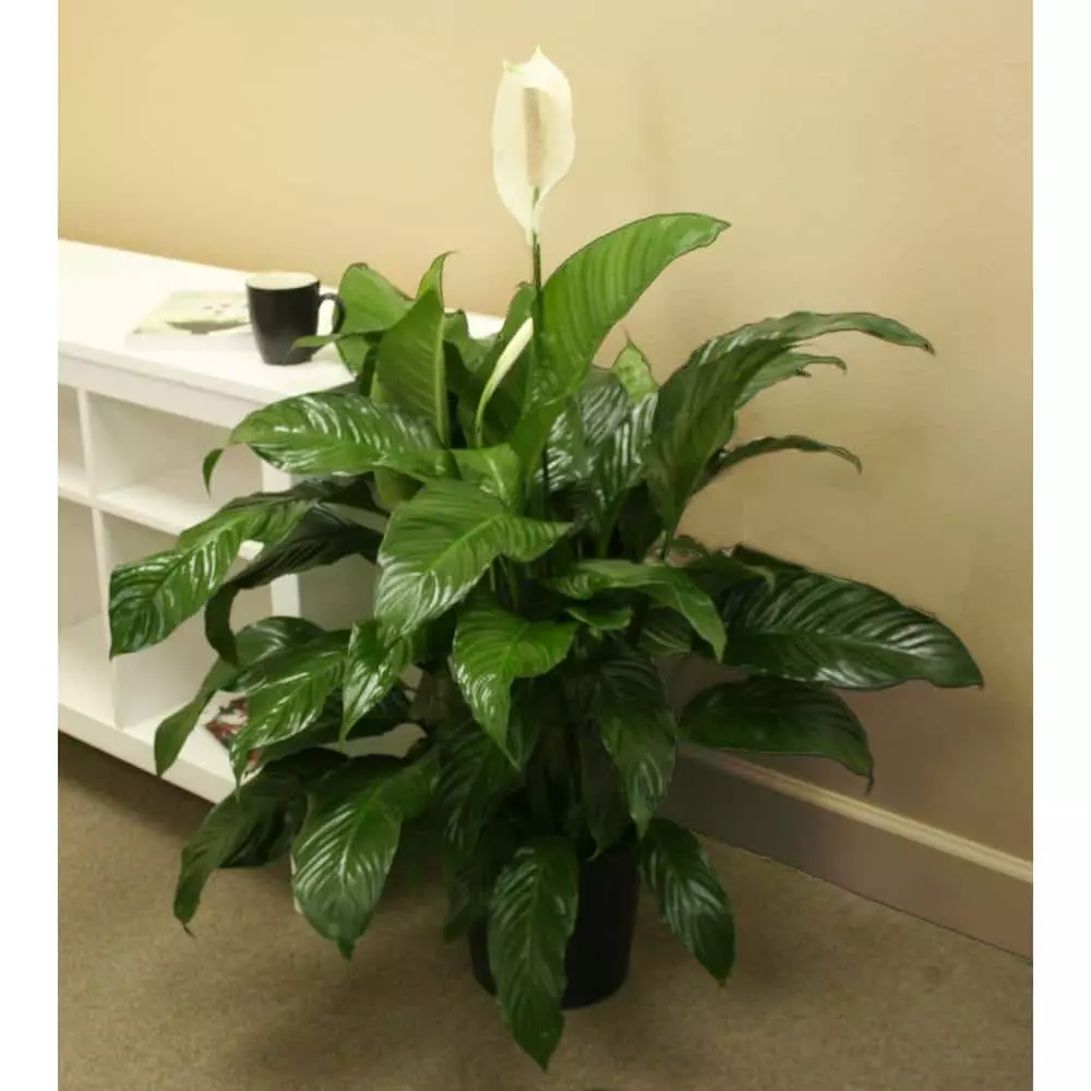 Best Pirce โจ Costa Farms Spathiphyllum, Peace Lily Plant in 9.25 in. Gray Planter ๐ 4 Best Pirce โจ Costa Farms Spathiphyllum, Peace Lily Plant in 9.25 in. Gray Planter ๐ - Image 2