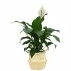 Cheapest 😀 Costa Farms 9.25 in. Spathiphyllum Plant in Natural Decor Basket 🔔 -Pavestone || Costa Farms Shop costa farms indoor plants co st100 3 sea 64 1000