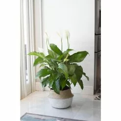 Cheapest 😀 Costa Farms 9.25 in. Spathiphyllum Plant in Natural Decor Basket 🔔 -Pavestone || Costa Farms Shop costa farms indoor plants co st100 3 sea c3 1000