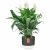 Best reviews of 👏 Costa Farms 6 in. Spathiphyllum Peace Lily Plant in 2-Tone Ceramic 🎁 1 Best reviews of 👏 Costa Farms 6 in. Spathiphyllum Peace Lily Plant in 2-Tone Ceramic 🎁 -Pavestone || Costa Farms Shop costa farms indoor plants co sy06 3 2to 64 1000