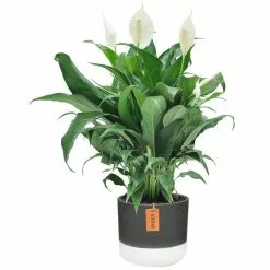 Best reviews of π Costa Farms 6 in. Spathiphyllum Peace Lily Plant in 2-Tone Ceramic π