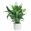 Promo 🎉 Costa Farms Spathiphyllum Peace Lily Plant in 6 in. White Cylinder Pot 👍 -Pavestone || Costa Farms Shop costa farms indoor plants co sy06 3 cyl 64 1000