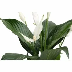 Promo 🎉 Costa Farms Spathiphyllum Peace Lily Plant in 6 in. White Cylinder Pot 👍 -Pavestone || Costa Farms Shop costa farms indoor plants co sy06 3 cyl e1 1000